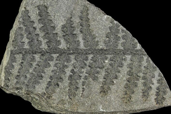 Pennsylvanian Fossil Fern (Lyginopteris) - Alabama #112738